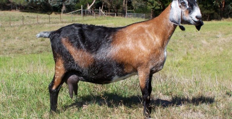 Anglo – Nubian (Nubiya) Keçisi ve Irk Özellikleri