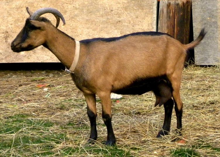 Oberhasli