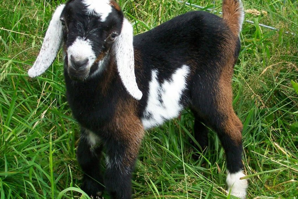 nubian goat
