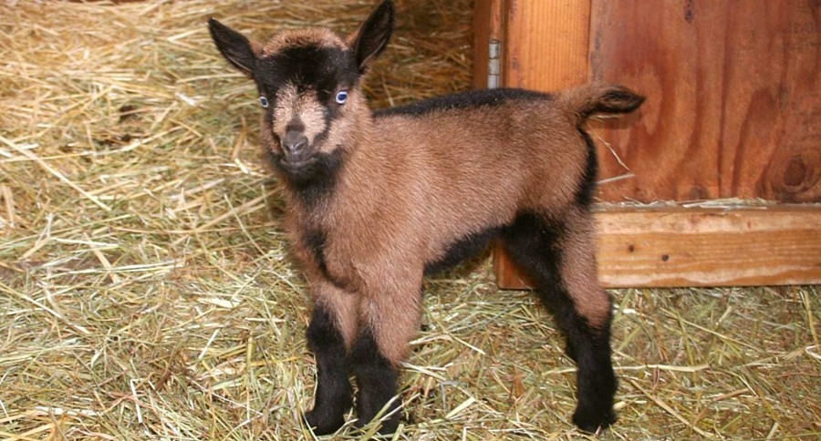 oberhasli-goats