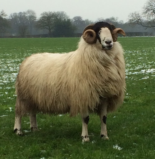Rough Fell Sheep