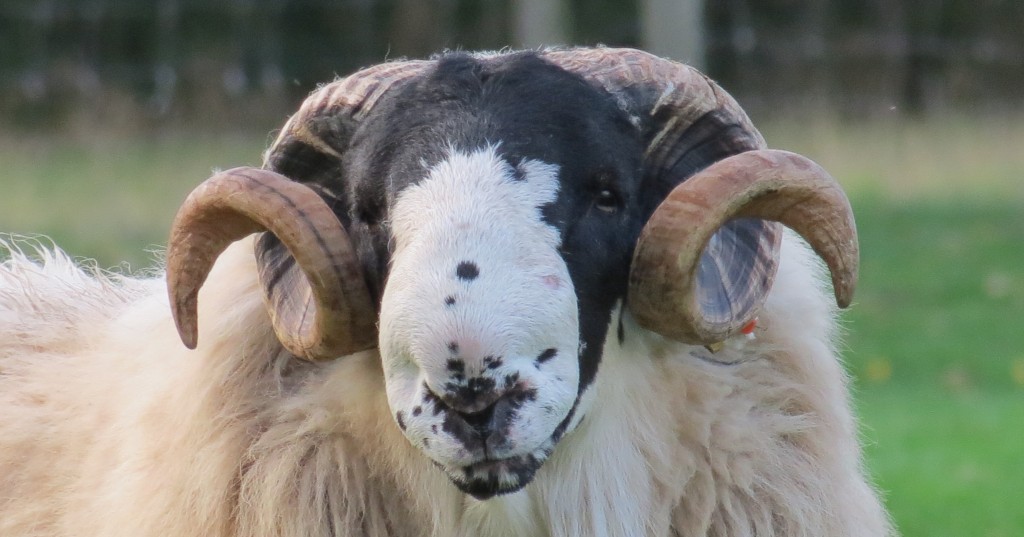 Rough Fell Sheep