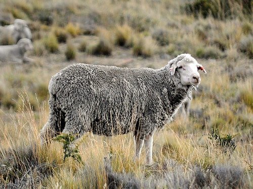 Santa-Cruz-Sheeps