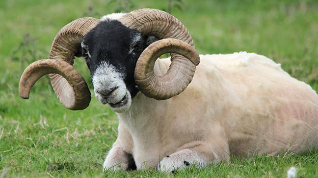 scottish-blackface koyunu