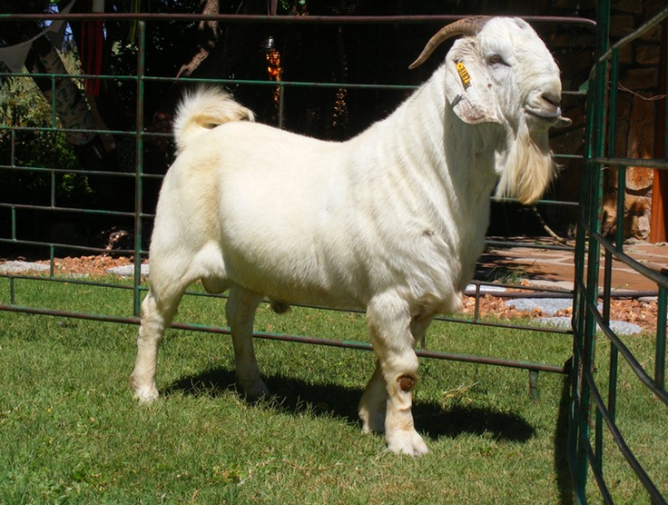 savannah goat