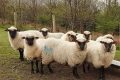 Shropshire Koyunu Ve Irk Özellikleri