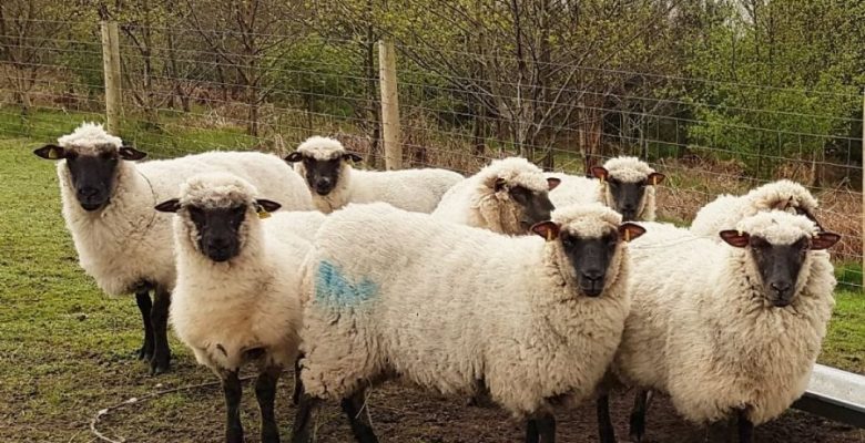 Shropshire Koyunu Ve Irk Özellikleri