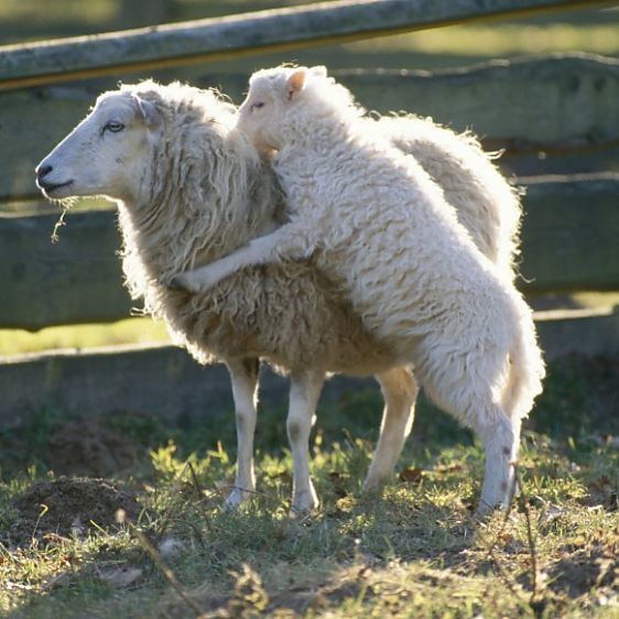 Skudde SHEEP