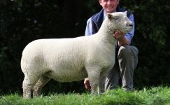 Soutdown Koyunu Yetiştiriciliği Ve Irk Özellikleri