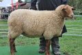 Coburg Fox / Tilki Koyunu ve Irk Özellikleri