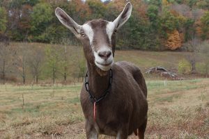 Toggenburg Keçisi Yetiştiriciliği Ve Irk Özellikleri